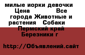 милые иорки девочки › Цена ­ 15 000 - Все города Животные и растения » Собаки   . Пермский край,Березники г.